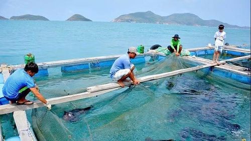 Nhiều hộ nghèo và gia đình thuộc diện chính sách đã mạnh dạn vay vốn để phát triển kinh tế gia đình.