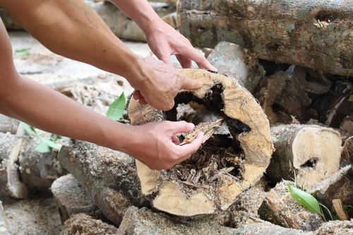 Nhiều cây dó bầu ở vườn Tiên Lãnh sau thời gian cấy men bị mục, không tạo trầm.