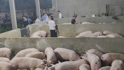  Lực lượng chức năng kiểm tra các lô heo thịt. Ảnh: Cơ quan chức năng cung cấp 