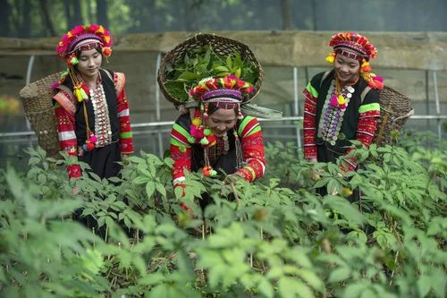 Cây Sâm Lai Châu nếu được "đánh thức" bởi cơ chế đất sử dụng đất kết hợp đa mục đích sẽ tạo ra nguồn lợi lớn dưới tán rừng.