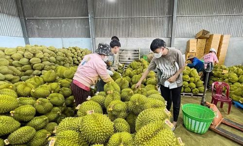 Theo chuyên gia, cần giải pháp tổng thể để gỡ vướng cho ngành hàng sầu riêng.