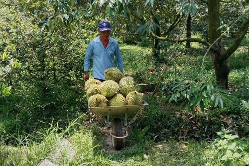 Nông dân thu hoạch sầu riêng.
