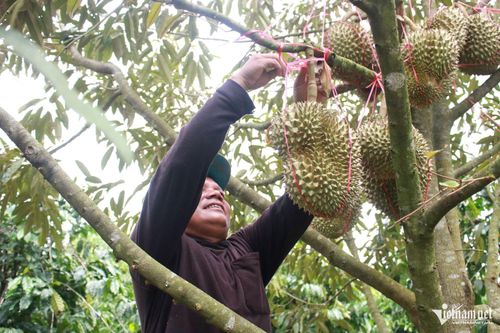 Anh A Đuk cẩn thận buộc dây giữ những quả sầu riêng trong vườn. Ảnh: Ngọc Chí