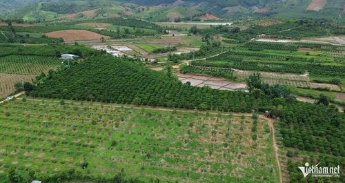 Nhờ áp dụng khoa học kỹ thuật vào chăm sóc, vườn cà phê trồng xen sầu riêng của anh A Đuk luôn xanh tốt và cho năng suất cao. Ảnh: Ngọc Chí
