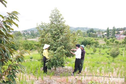 Có nguồn thu nhập ổn định, năm 2025, anh A Đuk đã đầu tư trồng thêm 130 cây sầu riêng và 800 cây cà phê. Ảnh: Ngọc Chí