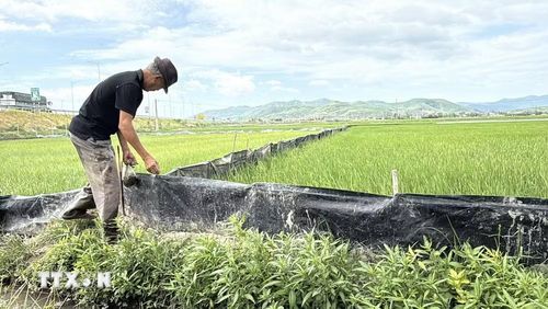 Nông dân phường Đông Hòa (Đắk Lắk) rào chắn xung quanh ruộng để ngăn chuột vào cắn phá. (Ảnh: Tường Quân/TTXVN)