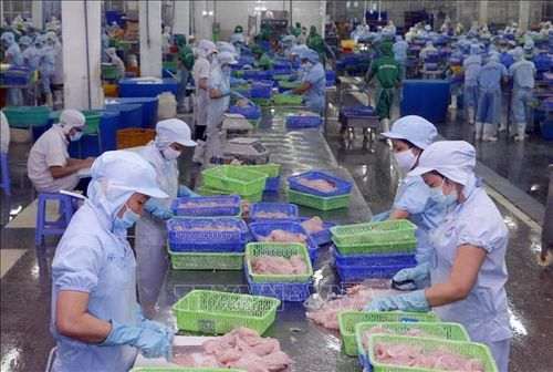 Chế biến cá tra xuất khẩu tại Công ty TNHH Thủy sản Biển Đông (Khu công nghiệp Trà Nóc II, TP Cần Thơ). Ảnh: Thanh Liêm/TTXVN