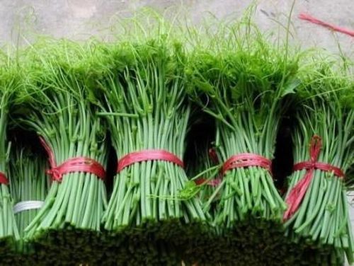 Ngọn rau su su. Ảnh: Dân Trí