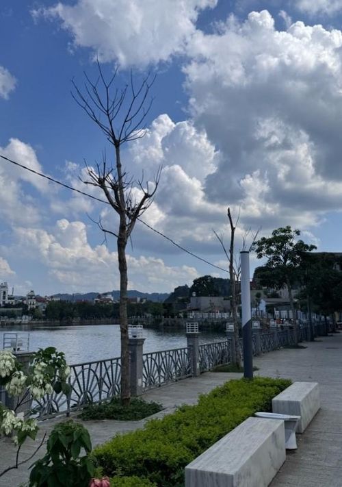 Hình ảnh cây xanh trên tuyến phố, công viên