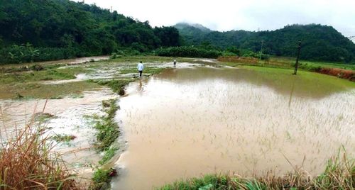 Mưa lớn khiến nước suối dâng cao, gây ngập úng cục bộ khoảng 1,8 ha lúa tại các khu vực thấp trũng thuộc các thôn Tòng Chú, Tòng Xành, Tả Hồ và Chu Cang Hồ, xã Cốc San. (Ảnh: Thanh Mai - Trung tâm Dịch vụ tổng hợp xã Cốc San)
