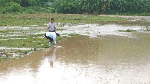 Diện tích lúa bị ngập chủ yếu đang trong giai đoạn sinh trưởng, tiềm ẩn nguy cơ ảnh hưởng đến năng suất nếu nước không rút kịp thời. (Ảnh: Thanh Mai - Trung tâm Dịch vụ tổng hợp xã Cốc San)