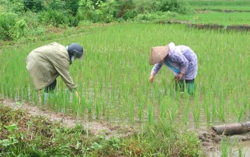 Người dân xã Cốc San nỗ lực khắc phục hậu quả mưa lũ, bảo vệ diện tích lúa đang trong giai đoạn sinh trưởng. (Ảnh: Thanh Mai - Trung tâm Dịch vụ tổng hợp xã Cốc San)