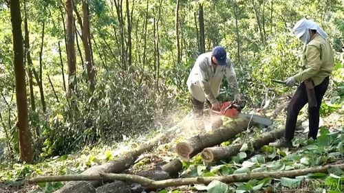 Người dân xã Bảo Ái khai thác rừng trồng sau khi kéo dài chu kỳ kinh doanh, góp phần nâng cao giá trị kinh tế.