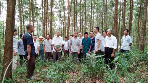 Người dân xã Bảo Ái tham quan mô hình rừng gỗ lớn để học hỏi kinh nghiệm, từng bước thay đổi tư duy sản xuất lâm nghiệp.