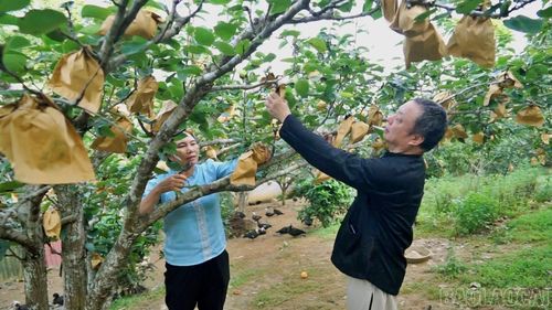 Tháng 6, tháng 7 cũng là thời điểm các vườn lê ở Bắc Hà vào vụ thu hoạch.