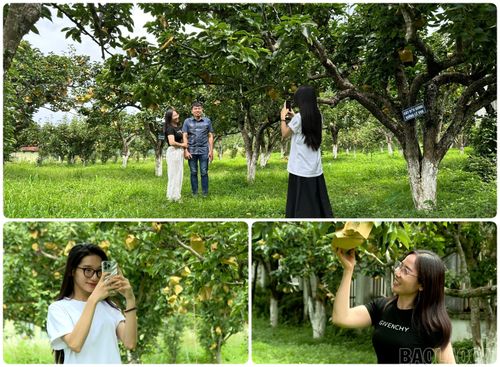 Thời điểm lê đến độ thu hoạch, nhiều du khách đã rất thích thú khi được check-in ở những vườn lê trĩu quả.