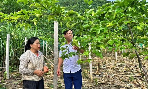Mô hình trồng chanh leo tại xã Thượng Hà thu hút hàng chục hộ dân tham gia với quy mô hàng trăm héc-ta. Giá bán trung bình 25.000 đồng/kg giúp nhiều gia đình thoát nghèo, vươn lên làm giàu.