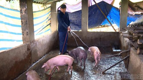 Người dân chú trọng chăm sóc bảo vệ đàn lợn.