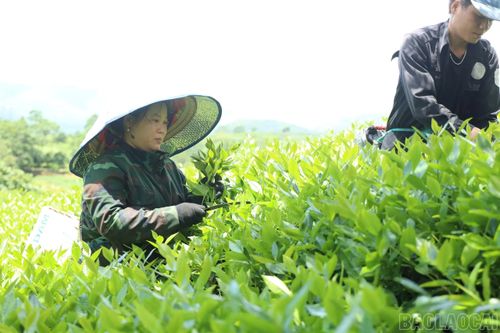 Người dân khẩn trương thu hái chè khi đến lứa, nhưng niềm vui vụ mùa không trọn vẹn do giá thu mua duy trì ở mức thấp.