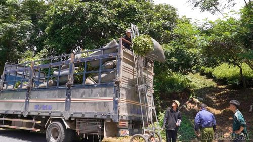 Thiếu cơ sở chế biến, người dân phải bán chè tươi cho thương lái ngay tại chân đồi với giá bấp bênh.
