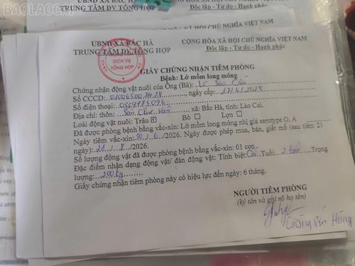Trâu, bò tiêm phòng được cấp giấy chứng nhận - cơ sở để gia súc được ra chợ giao thương.