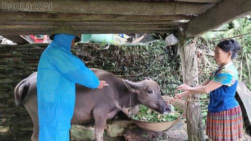 Sau 1 tuần ra quân, cán bộ Trung tâm Dịch vụ tổng hợp xã Bắc Hà đã thực hiện tiêm được trên 800 liều vắc-xin tuýp O và tuýp A.