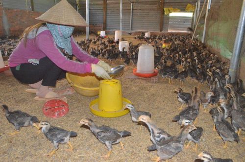 Người chăn nuôi cần chú ý thực hiện tốt an toàn sinh học chăn nuôi gia cầm