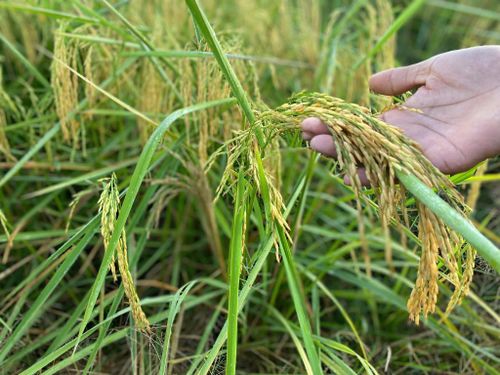 Các giống lúa chất lượng cao được đưa vào sản xuất ngày càng nhiều