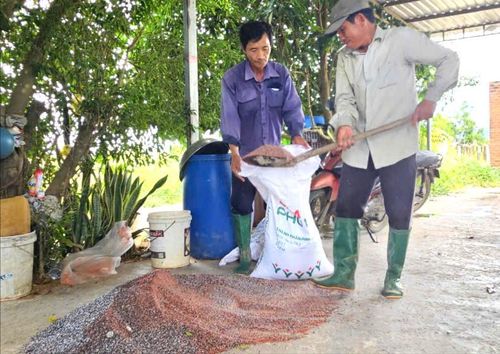 Làm lúa hữu cơ giúp nông dân giảm chi phí nhân công, thuốc bảo vệ thực vật