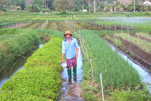 Phường Hàm Thắng còn diện tích lớn sản xuất nông nghiệp đa dạng cây trồng