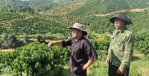 Giữa vườn cà phê xanh ngát, ông Giàng Seo Mào truyền lại kinh nghiệm sản xuất cho con cháu và đã góp phần giúp nhiều hộ đồng bào Mông thay đổi tư duy sản xuất, từng bước vươn lên làm giàu trên vùng đất mới
