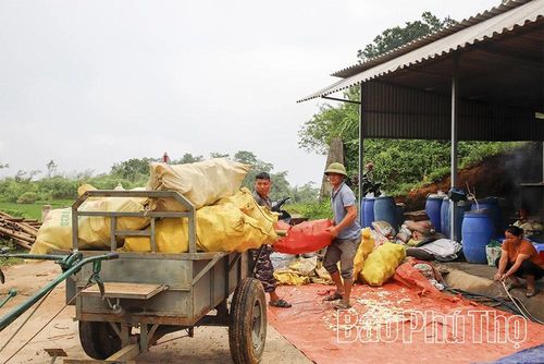 Hiện nay, Đồi Thung đang là thời điểm chính vụ măng ngọt, có hộ thu đến tiền triệu mỗi ngày.