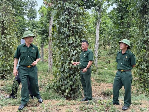 Hồ tiêu một trong những cây trồng mang lại hiệu quả kinh tế khá cao cho gia đình cựu chiến binh Ngô Xuân Dũng (đứng giữa) - Ảnh: Nh.V