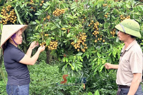 Nông dân xã Sông Mã áp dụng các biện pháp kỹ thuật rải vụ trong chăm sóc nhãn.