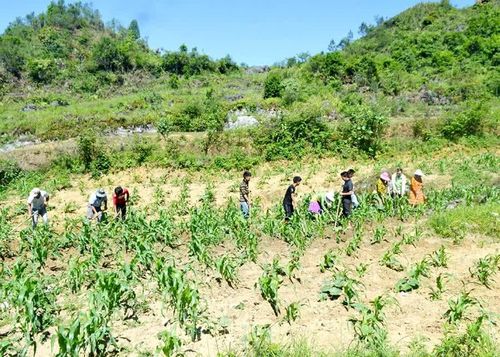 Người dân xã Thượng Phùng thi đua lao động sản xuất.