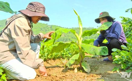 Cán bộ chuyên môn trực tiếp chuyển giao kỹ thuật chăm sóc cây chuối tiêu hồng cho người dân thôn Mỹ Thanh, xã Cẩm Giàng.