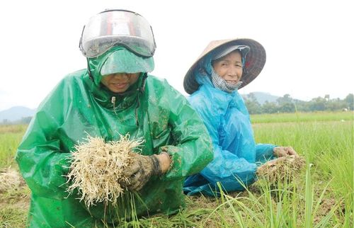 Kiệu sẻ Kim Trà dần khẳng định được thương hiệu.