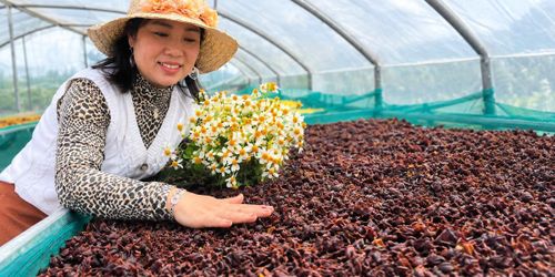 Vỏ cà phê sau khi chế biến tại HTX Khe Sanh.
