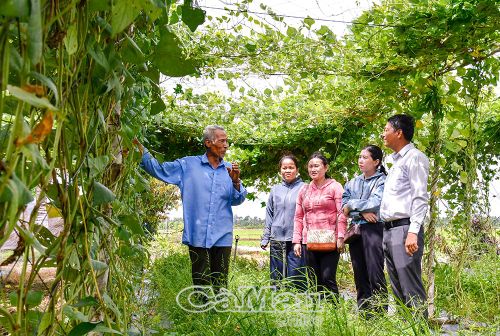 Nông dân Xã Hồng Dân phát triển các mô hình trồng màu mang lại hiệu quả kinh tế cao.