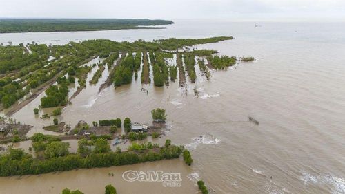 Tại cửa biển Bồ Đề, xã Tân Ân, sóng biển đã tàn phá dãy rừng phòng hộ hơn 100 m và lấn vào vuông tôm của người dân.
