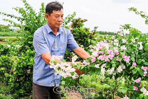 Những hàng rào bông trang, bông giấy... được trồng dọc tuyến lộ, tạo cảnh quan xanh, sạch, đẹp cho ấp Hiệp Vinh.