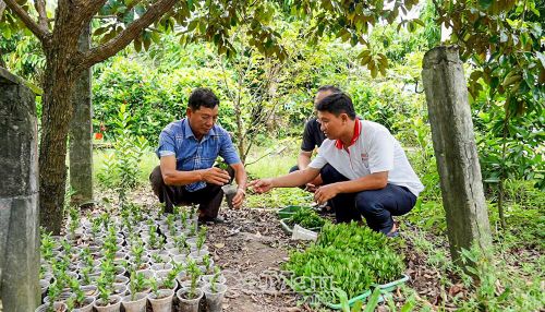 Ông Trần Ngọc Non (bìa trái) chăm sóc bông trang giống để trao tặng người dân trong ấp.