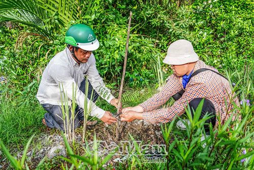 Các tuyến đường xã An Trạch ngày càng khang trang, xanh mát với những hàng rào cây xanh do người dân chung tay vun trồng.
