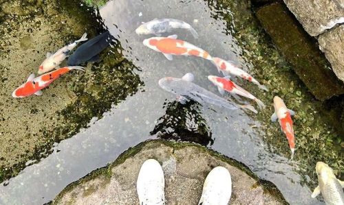 Cá ở trong mương nước có hương vị không ngon. (Ảnh: WowJapan)