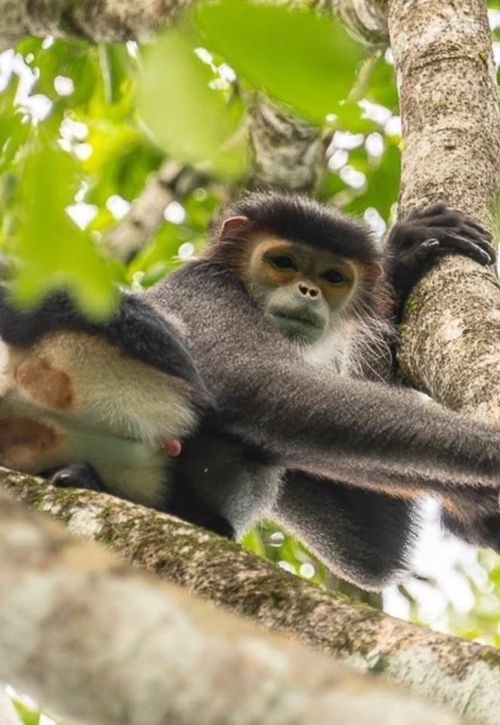  Voọc chà vá chân đen tại VQG Cát Tiên. Ảnh: @psiscott. 