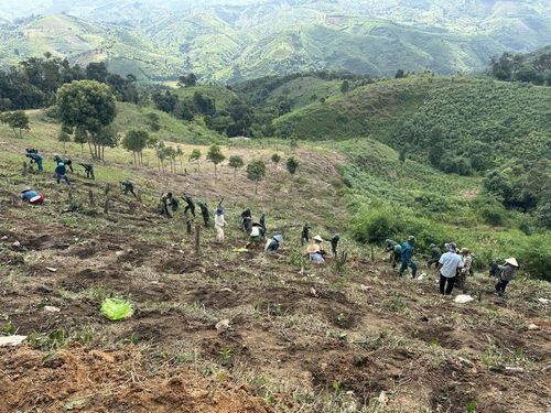  Các chiến sĩ Trung đoàn 900 giúp dân trồng cà phê. Ảnh: THANH HƯƠNG 