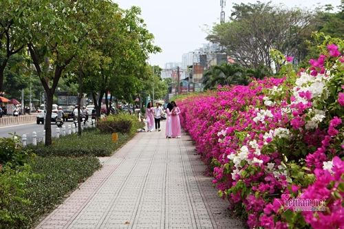 Hoa giấy có thể tạo thành hàng rào rực rỡ nếu được dẫn cành và cắt tỉa hợp lý.