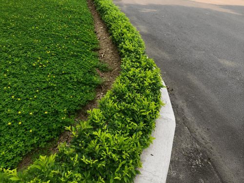 Chuỗi ngọc phổ biến nhờ tán lá dày và khả năng tạo hình linh hoạt.