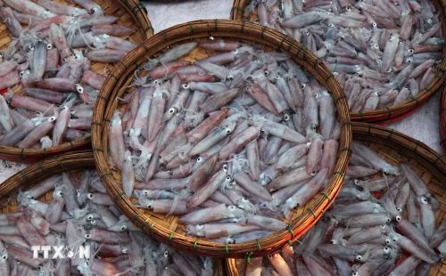Những mẻ mực cơm còn tươi rói ở chợ cá biển Nghệ An. (Ảnh: Phạm Cường/TTXVN)