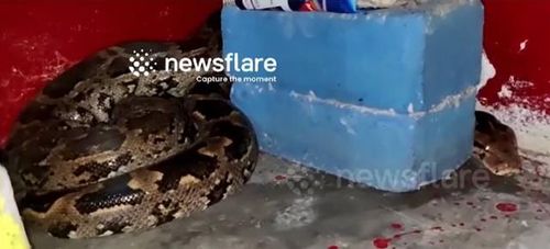 Người bắt rắn khống chế thành công con trăn khổng lồ ẩn dưới gầm bàn trong nhà dân. Ảnh cắt từ clip Newsflare.